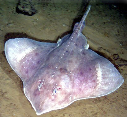 Amblyraja hyperborea_022285.jpg